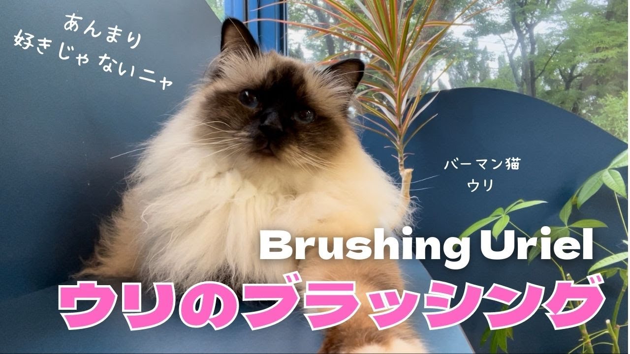 あんまり好きじゃないニャ【ウリのブラッシング】Brushing Uriel（バーマン猫）Birman/Cat