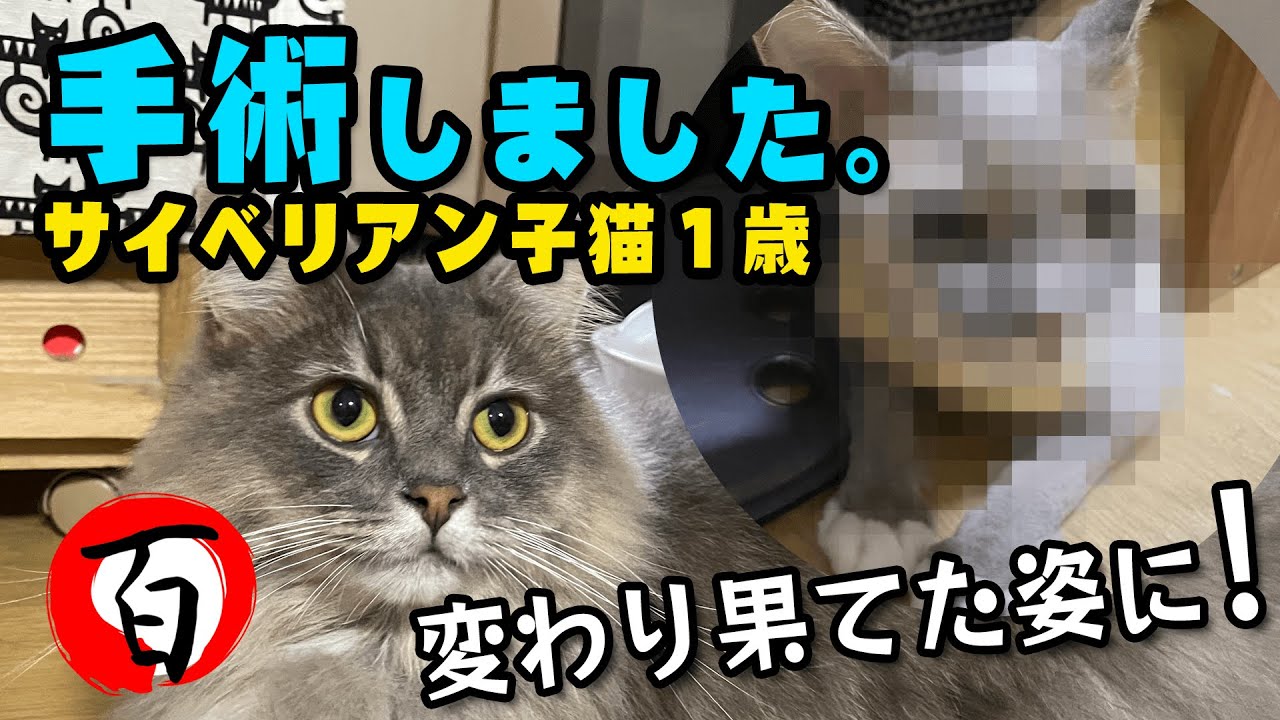【サイベリアン1歳】悪性腫瘍が発見されました！