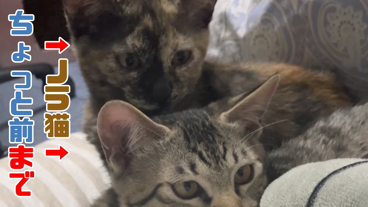 添い寝してくる凸凹兄妹子猫がかわいすぎた