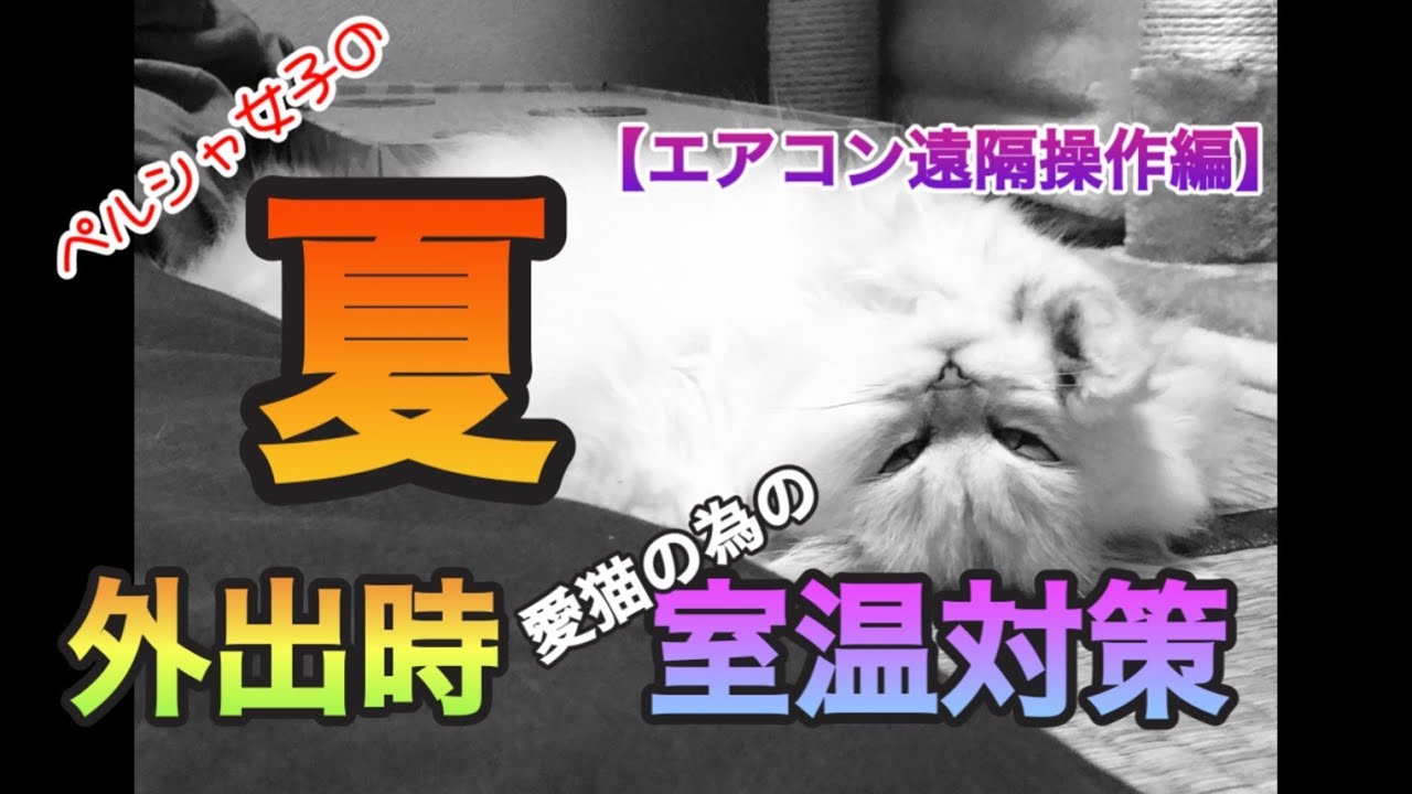 【猫動画】ペルシャ女子の夏 〜外出時の猫の為の室温対策〜【ペットカメラ】