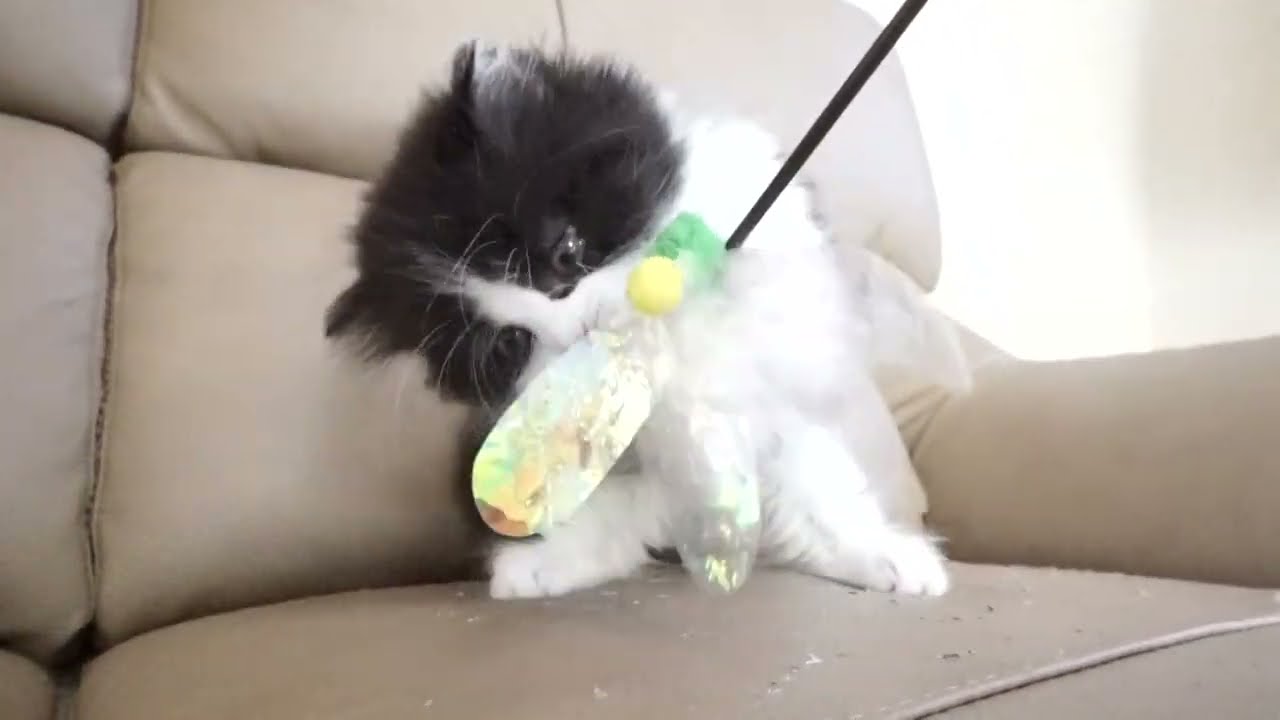 セルカークレックス子猫　2022.9.30産まれ 　ブラック＆ホワイト　　女の子　シーダキャット猫のお店