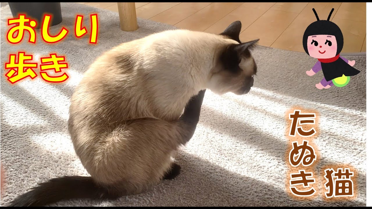 急におしり歩きをするシャム猫のふくさん【たぬき猫】