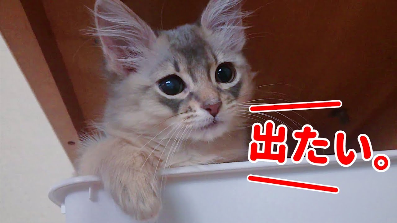 ケージから出してほしい時の鳴き声がかわいい子猫【ソマリ】