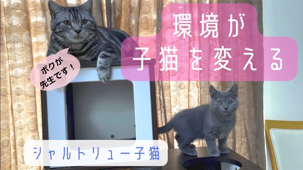 【シャルトリュー子猫のご案内】８月２５日　生まれの男の子