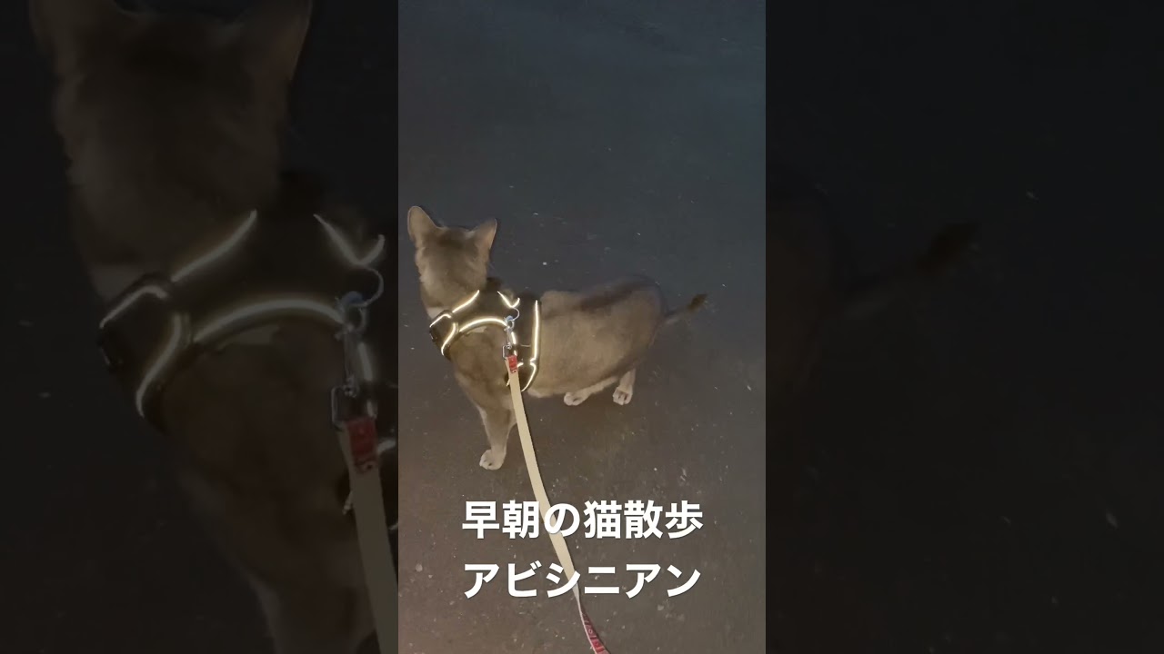 早朝の猫散歩　アビシニアン