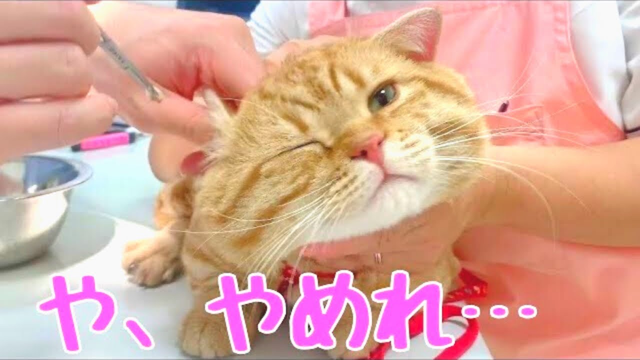 短足マンチカンの茶々くんに緊急事態発生！急遽病院へ！