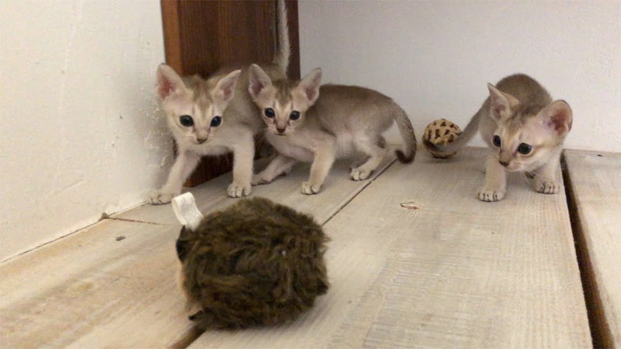 【シンガプーラ　子猫】シンガプーラちゃんをまとめてご紹介〜🍉🍊