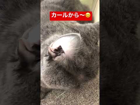 アメリカンカールにあこがれるブリ猫☆法廷の人間模様を裁くねこ。#Shorts