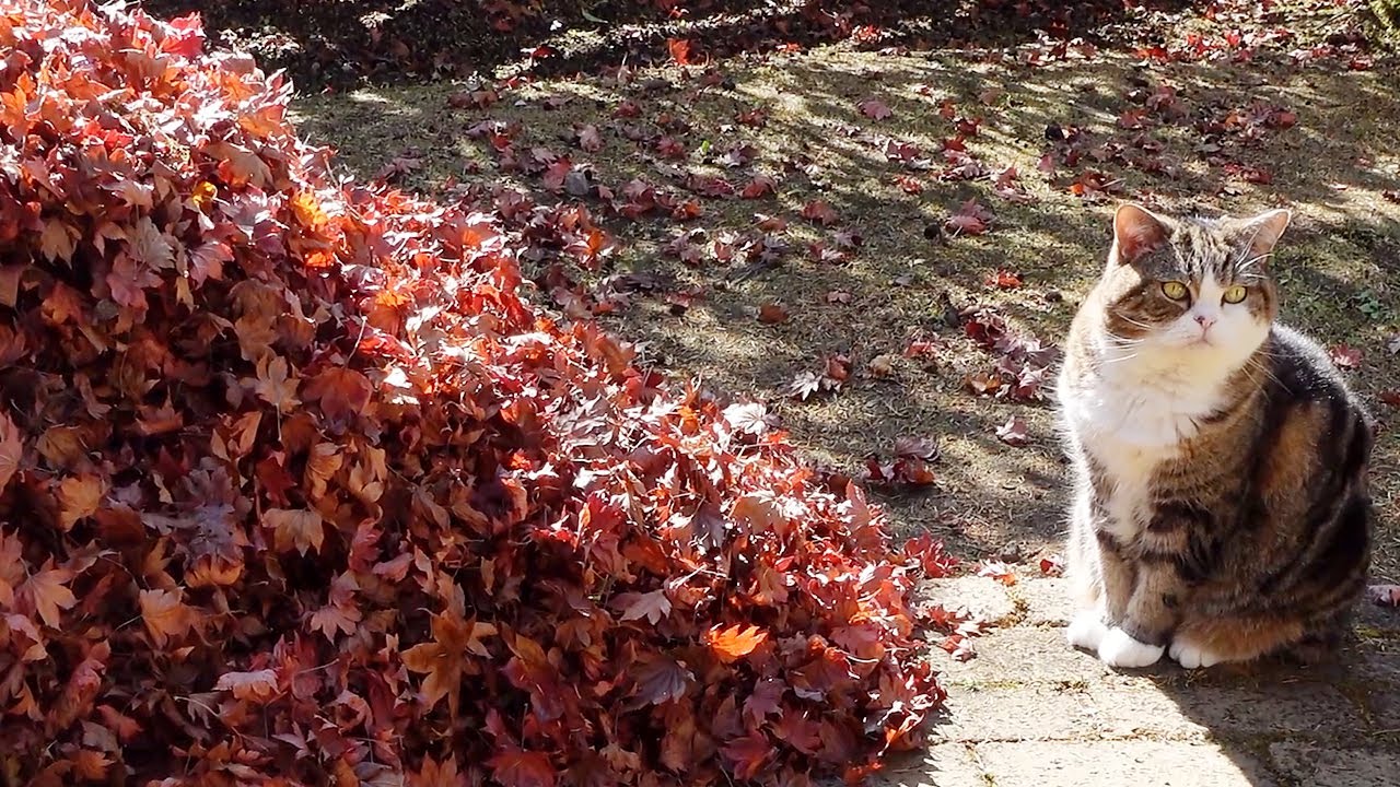 庭の落ち葉掃除とねこ。-Sweeping the fallen leaves and Cats.-