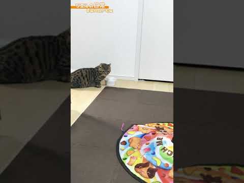 シエル君に無視され続けるおもちゃがシュールすぎるｗｗ　/キンカロー　マンチカン×アメリカンカール　#Shorts