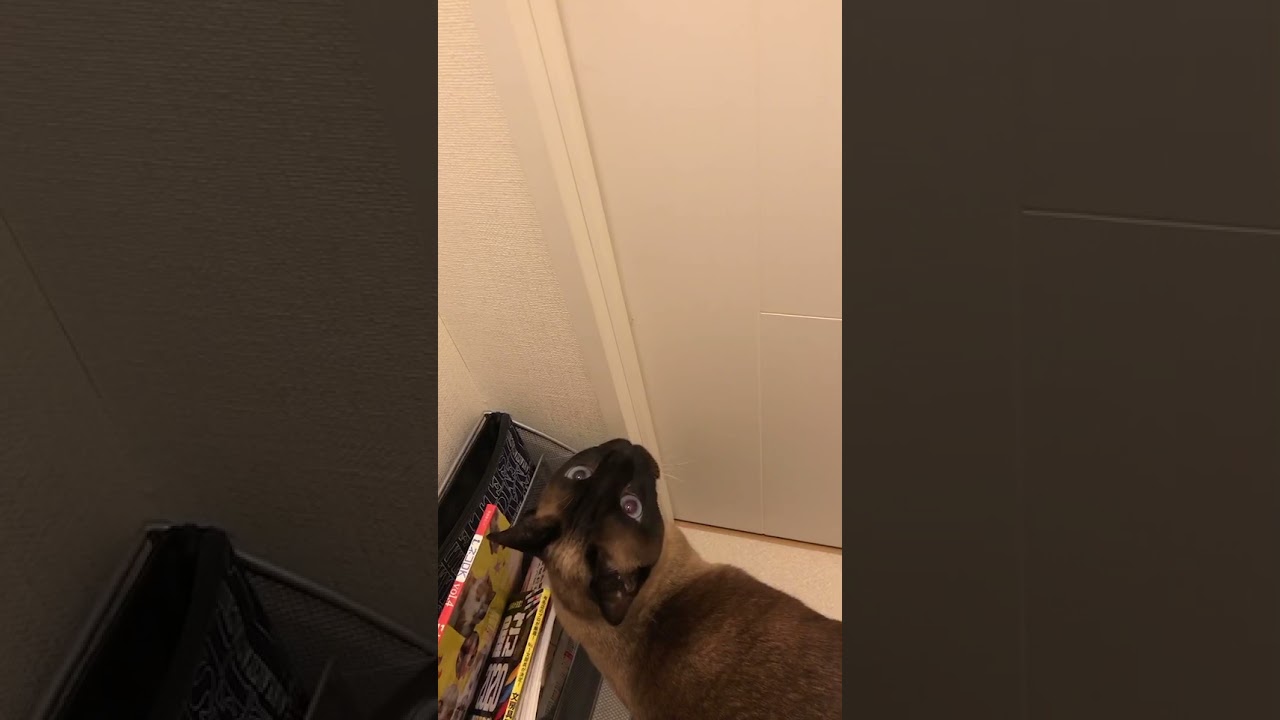 【トンキニーズの鳴き声】出れないよー！と鳴く猫 #shorts