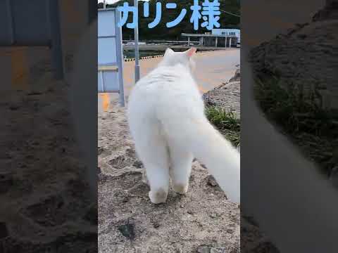あの凶暴猫のカリン様が華麗にしっぽを振りまくる Ferocious cat #shorts