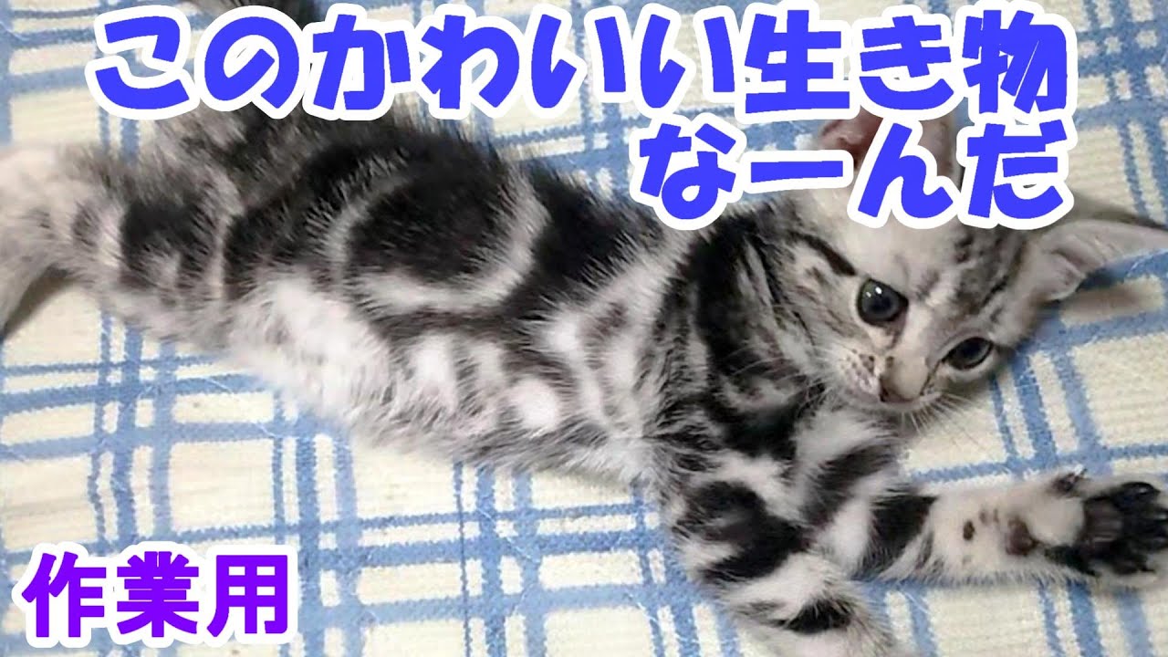 生後52日アメショー子猫　作業用動画　（アメリカンショートヘア）