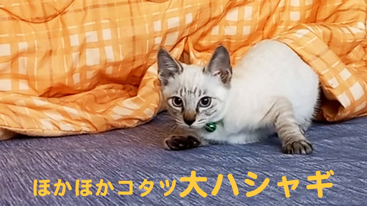 あったかい💓コタツにハシャグ子猫ちゃん😻｜PECO