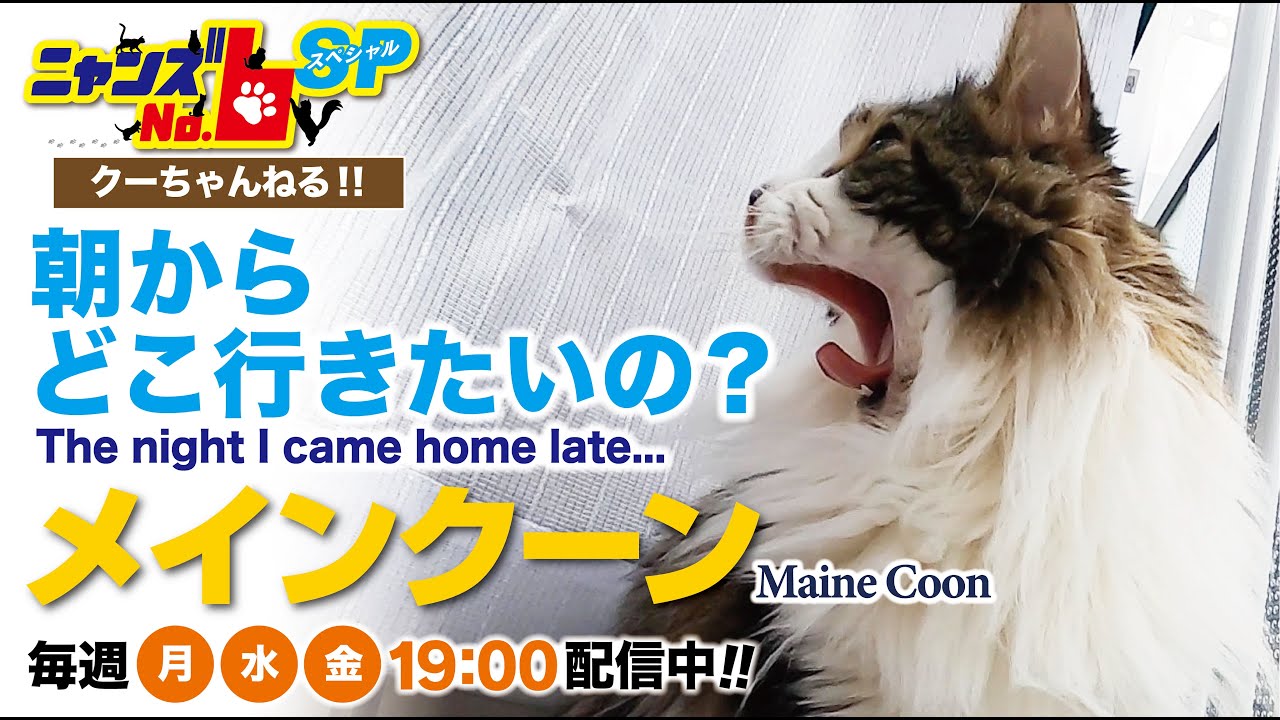 【メインクーン/Maine Coon】朝からどこ行きたいの？/Where do you want to go in the morning?