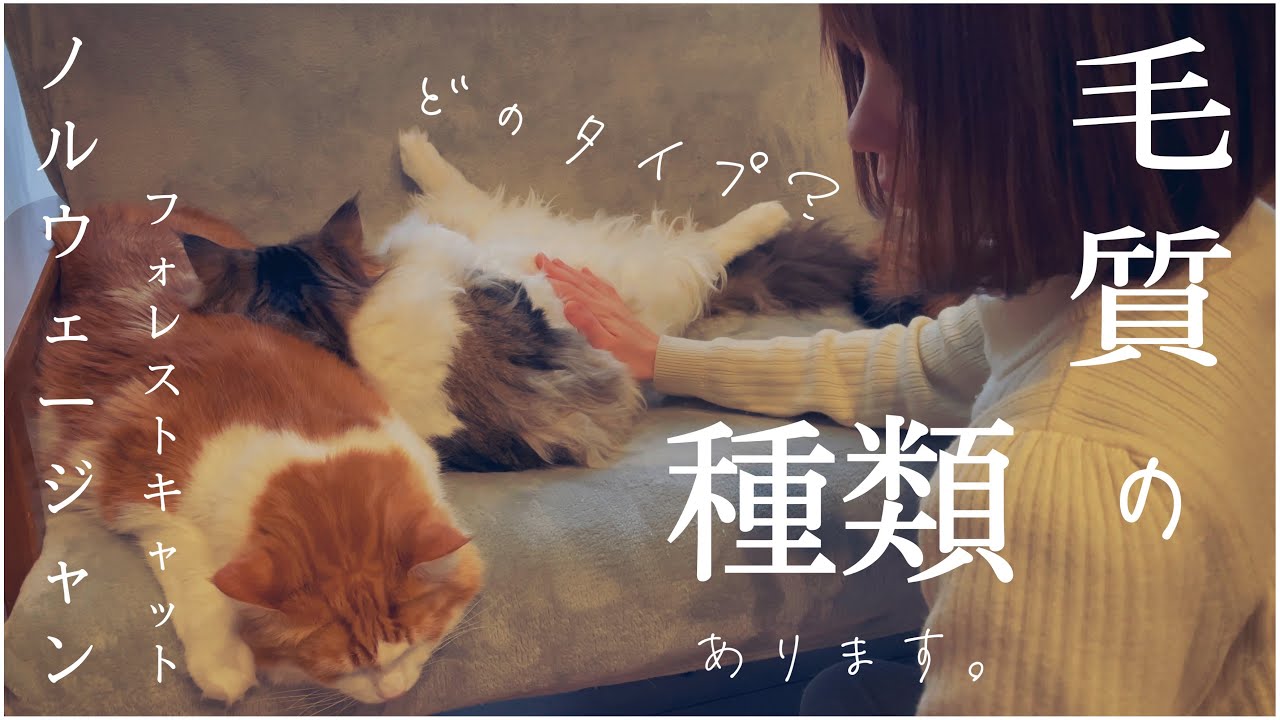 ノルウェージャンフォレストキャットの毛質には種類がある｜メリットデメリット｜毛吹き｜長さ｜見分け方｜対策方法｜