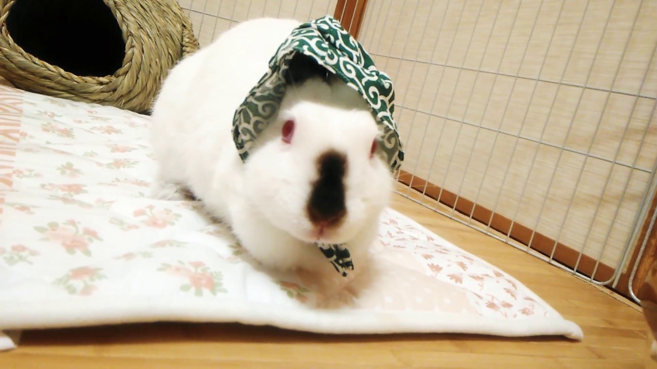 かわいいかわいいねこ泥棒ガチャガチャ☆ヒマラヤン泥棒うさぎ