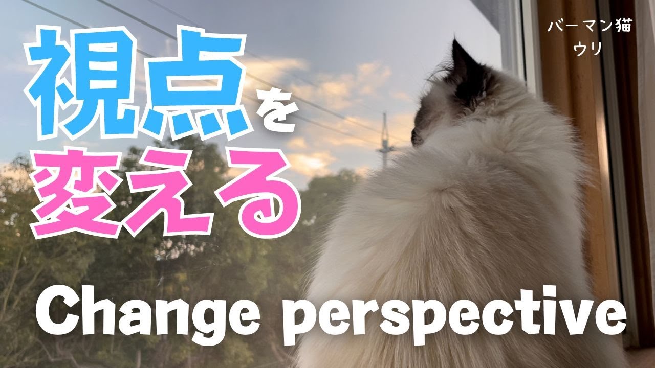 ２階の窓辺のバーマン猫ウリ【視点を変える】Change perspective（バーマン猫）Birman/Cat