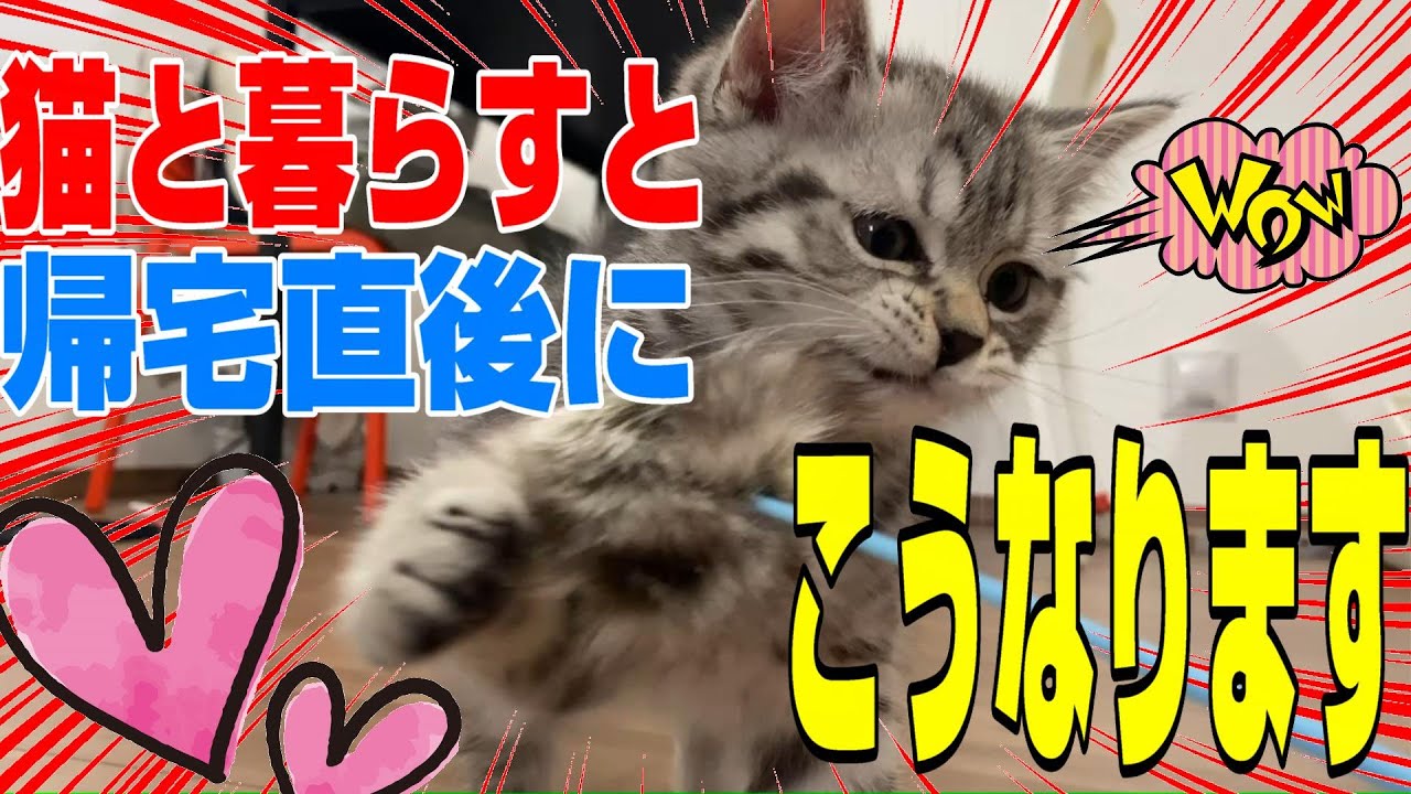 かわいさが溢れ出てしまう立ち耳スコティッシュフォールドの子猫。お迎えからの記録。