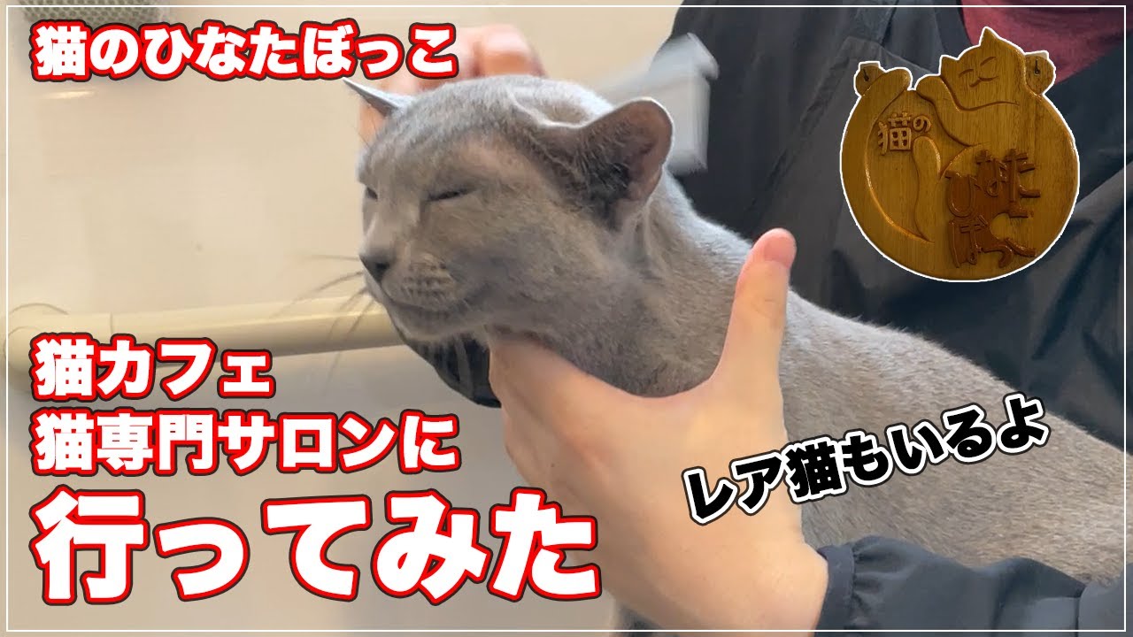 【猫のひなたぼっこ】猫カフェ・猫専門サロンの「猫のひなたぼっこ」さんに行ってみた【レア猫発見】