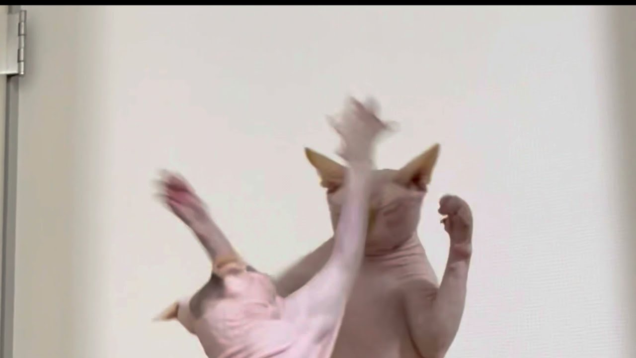 【ばちばち】壮絶な叩き合いshort ver.【スフィンクス】