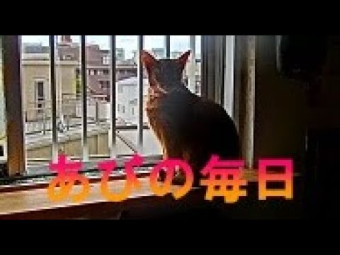 ネコ動画あび＃250　あびの毎日　アビシニアン　あび