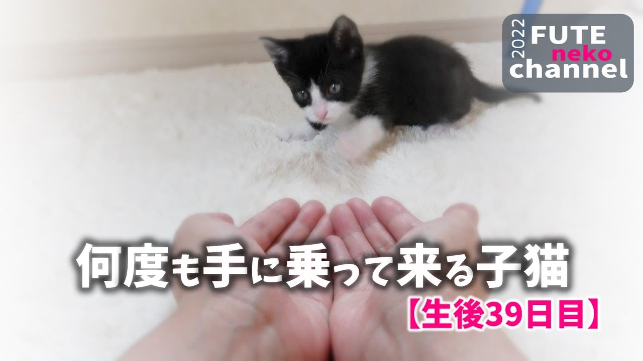 手のひらに何度も乗って来る子猫｜てんと＆そら㊴【保護子猫】
