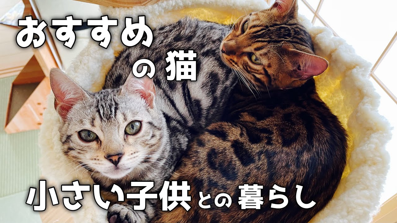 【ベンガル猫】はじめて飼うのにおすすめな猫はこちらです