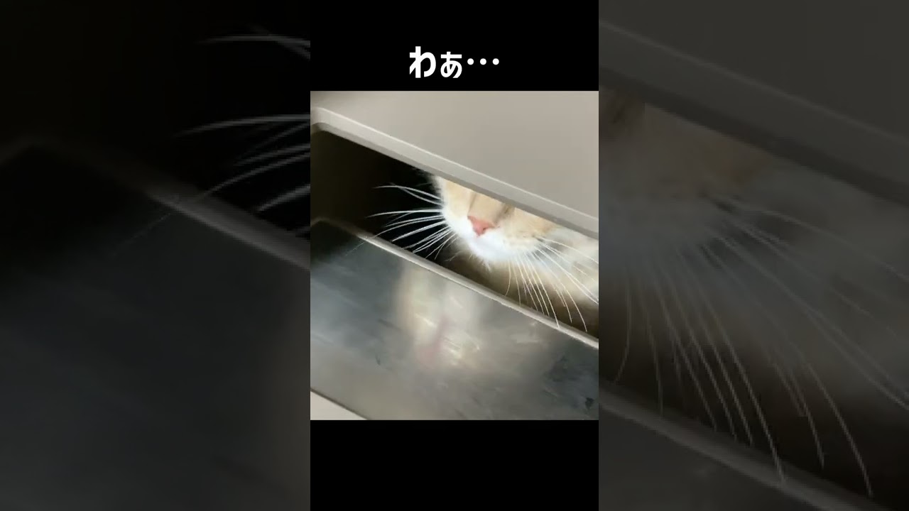 ゴミ箱に落ちた子猫💧いつかやると思った😅【サイベリアン・多頭飼い】 #shorts