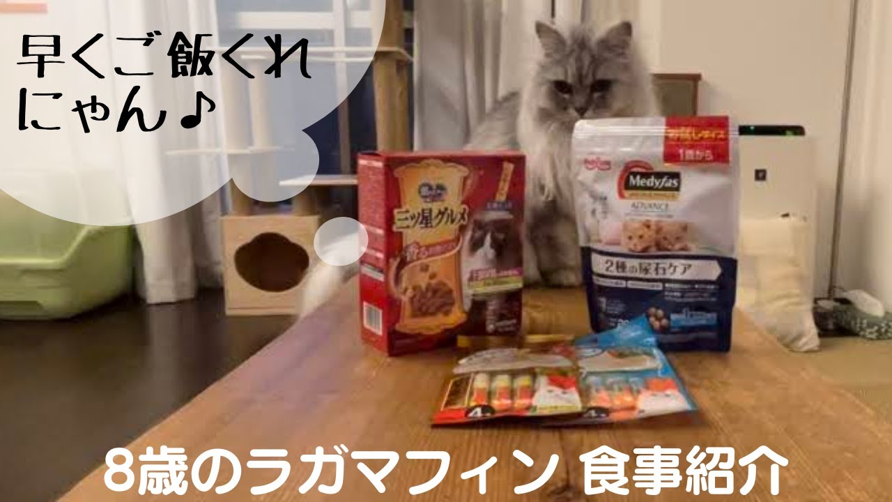 8歳のラガマフィン食事紹介