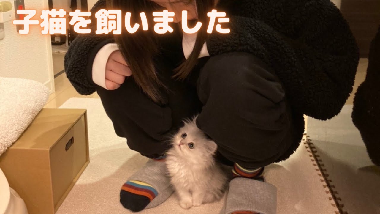 生後2ヶ月のペルシャ猫がお家にやってきました。(A two month old Persian cat has arrived at home.)