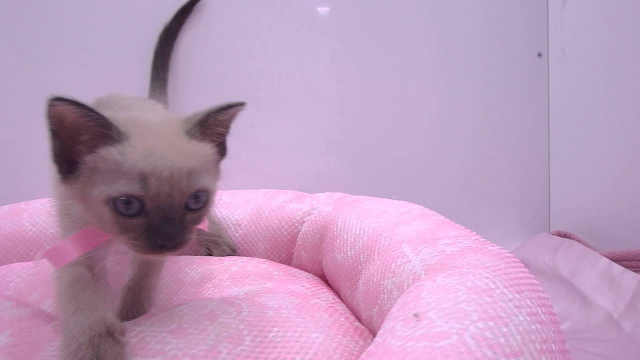 273802トンキニーズ