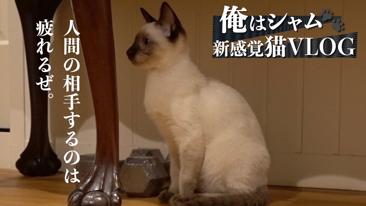 俺はシャム！新しい猫VLOG始動｜NEWハウスへの引っ越し