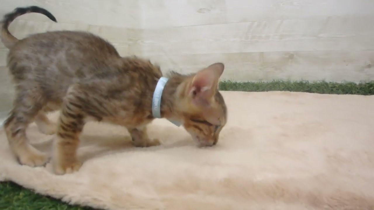 Coo&RIKU　No00569039 エジプシャンマウ