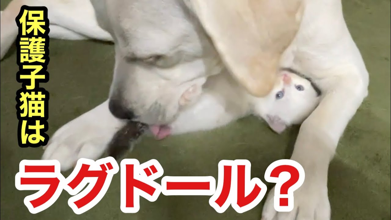 命を救えたラグドール混血⁉︎の保護子猫、きっと今は幸せです