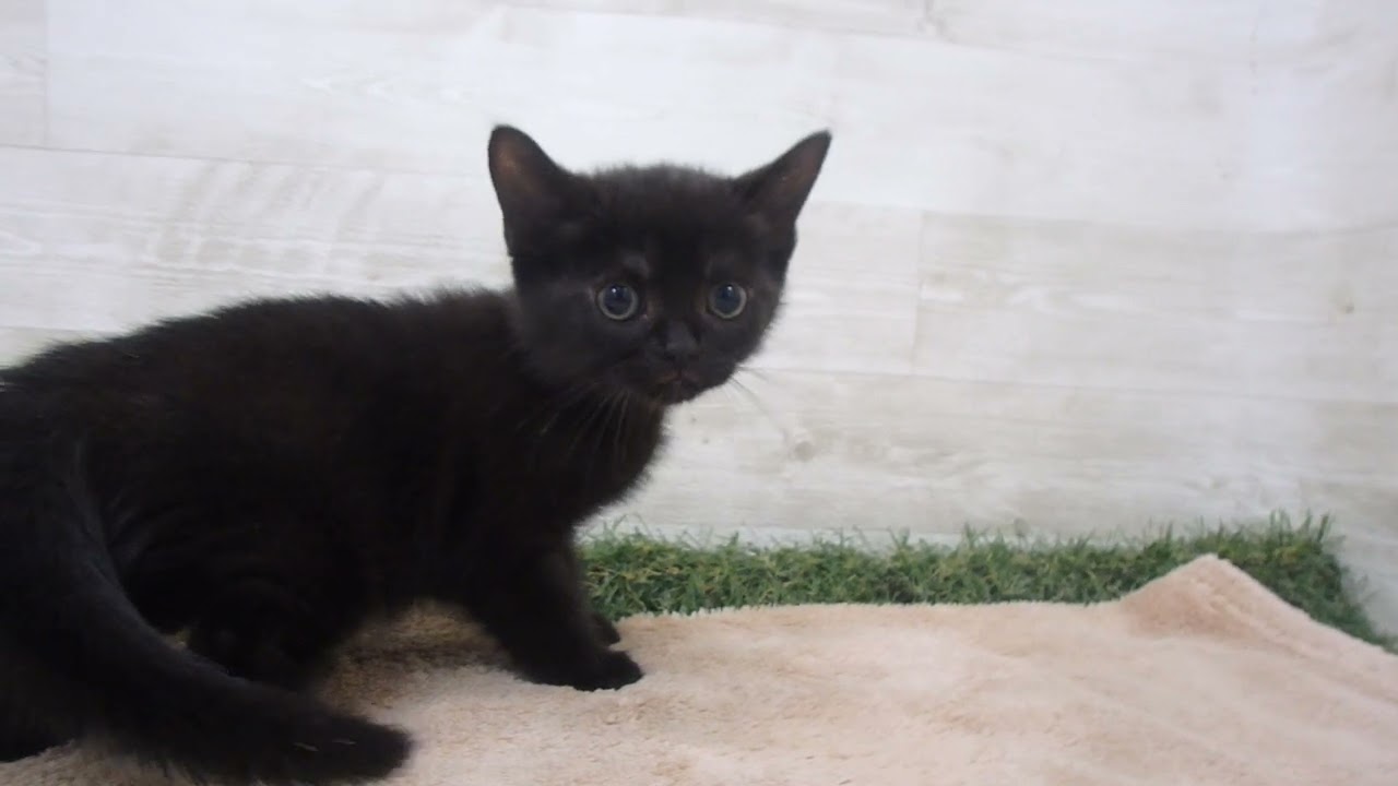 Coo&RIKU　No00588882 ボンベイ