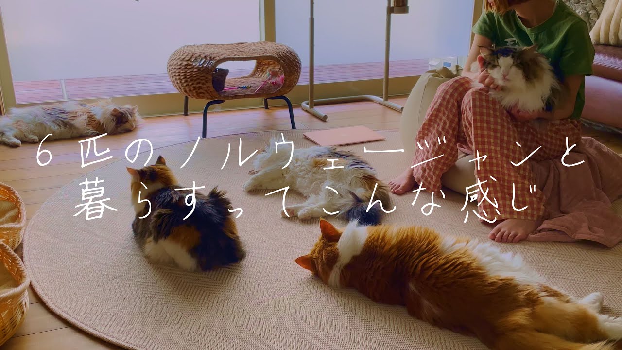 ６匹のノルウェージャンフォレストキャットと過ごす夏休み中モーニングルーティン-morningroutine-