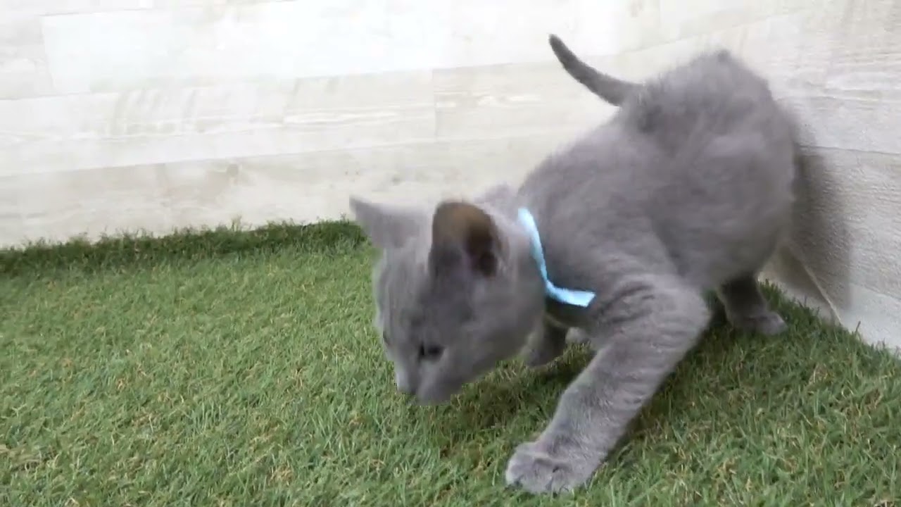 Coo&RIKU　No00610322 シャルトリュー