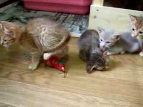 オシキャットの子猫 ver.5