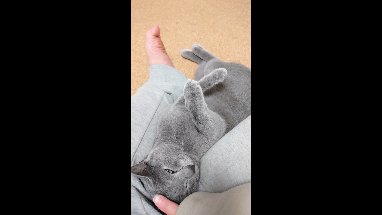 【猫動画】嫁の足の間に挟まるロシアンブルー【russianbule】【shorts】Russian blue sandwiched between the bride's legs