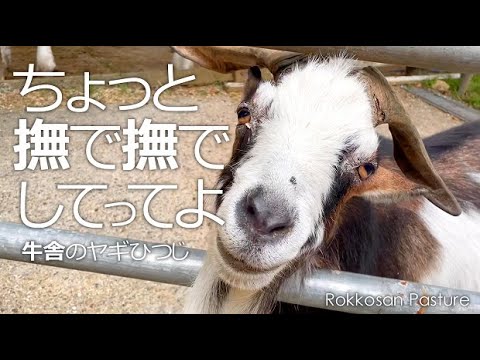 ちょっと撫で撫でしてってよ【六甲山牧場】マナ王じぃちゃんもトムくんもむっちゃんも み～んな撫で撫でして欲しい❤