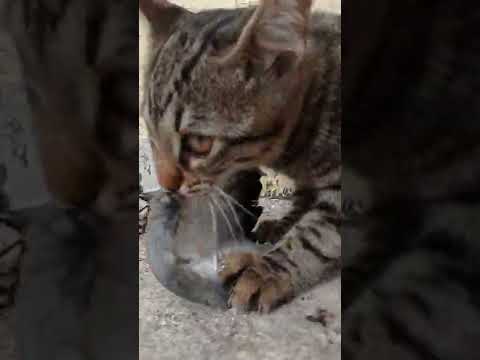 brown cat eats(2)