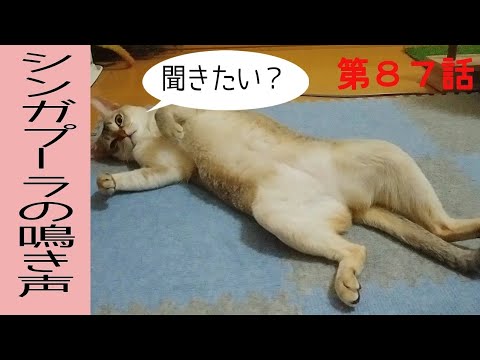 【シンガプーラ】かまってちゃんの鳴き声はこちら！