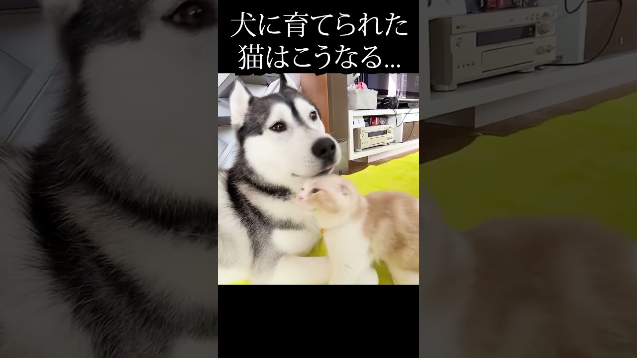 ハスキー犬に育てられた子猫はこうなる...#shorts