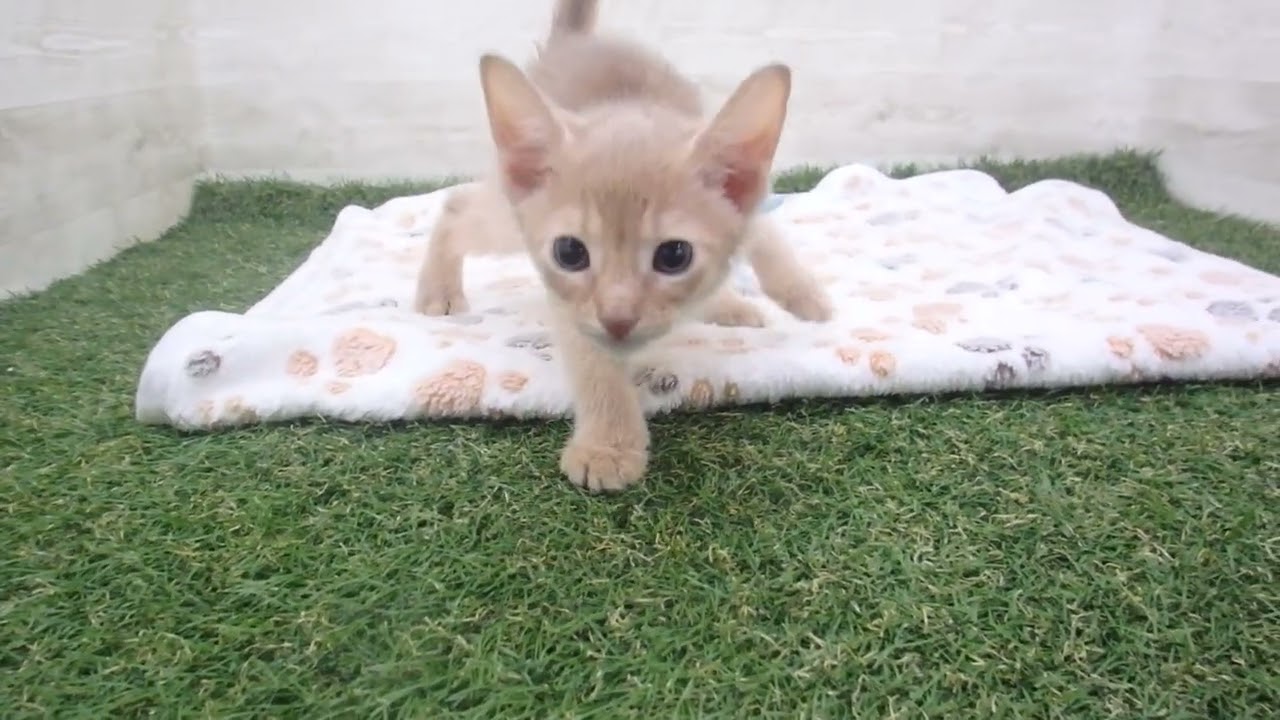 Coo&RIKU　No00594331 アビシニアン