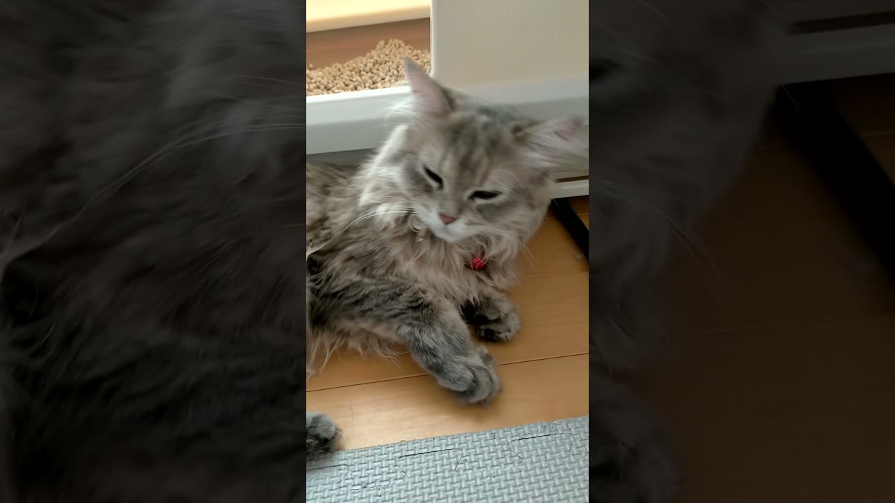 【ラガマフィン】トイレ前で眠気と戦う猫 #shorts