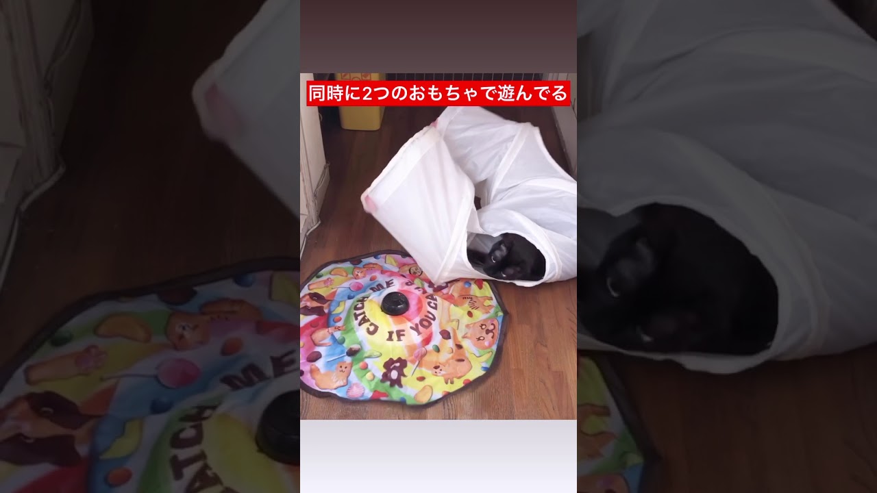 猫のバーミーズ おもちゃ2つ