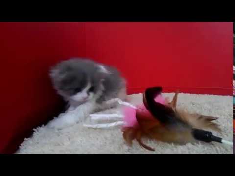 スコティッシュフォールドの子猫☆＜2017/6/25産まれC♀＞