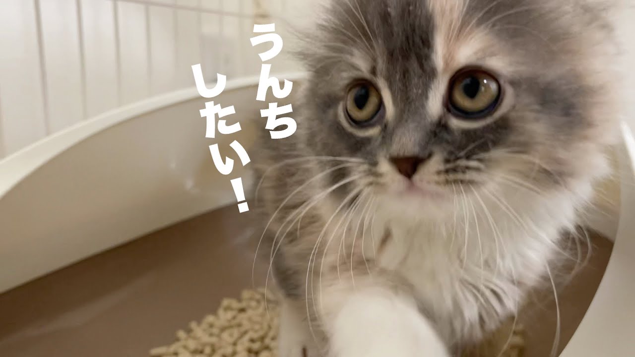 家に来た子猫がトイレで初うんち【アメリカンカール】
