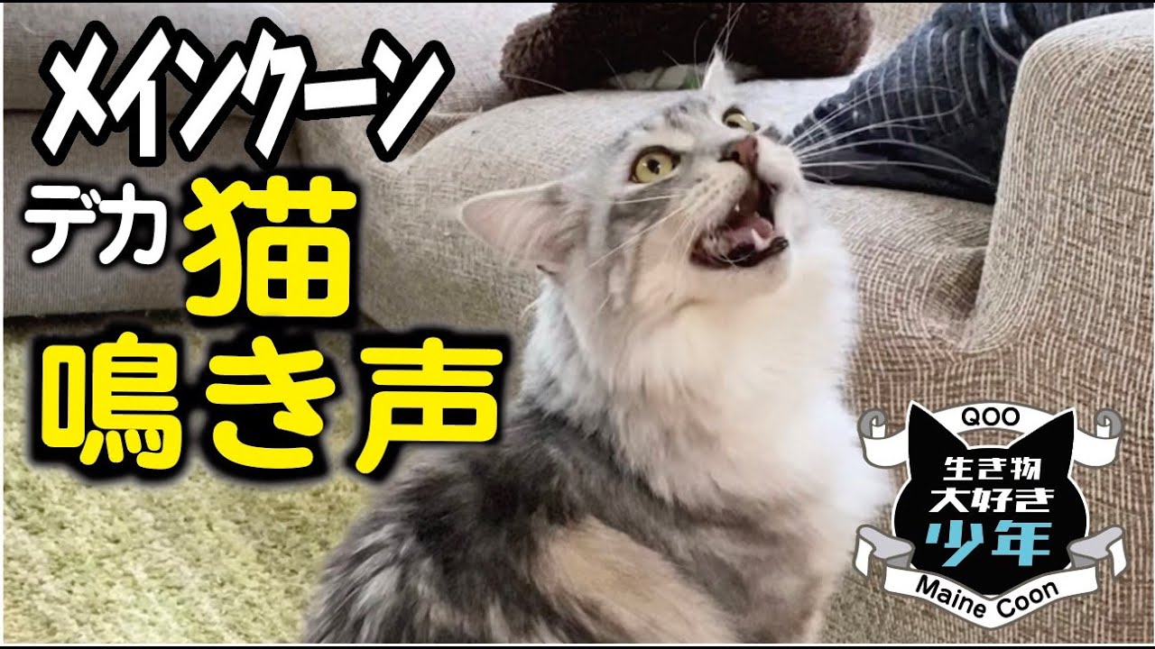 【メインクーン】大型猫の鳴き声。滅多に鳴かない猫が鳴く時って？